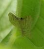 Idaea fuscovenosa